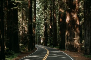 Avenue of the Giants